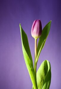 pink tulip bud