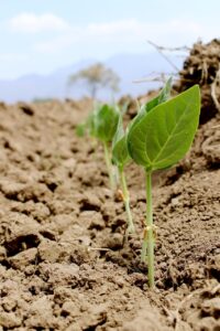 Plant sprouting out of the ground