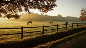 A field of horses with a fence along the road.